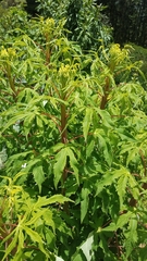 Digitacalia jatrophoides