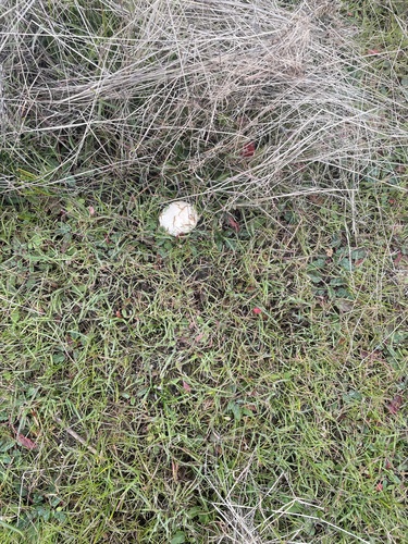 iNaturalist observation photo of Lead-grey Puffball