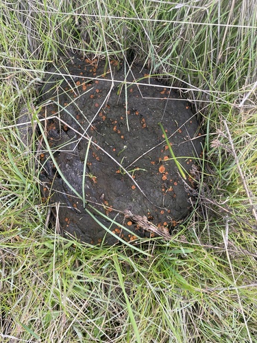 iNaturalist observation photo of Cheilymenia