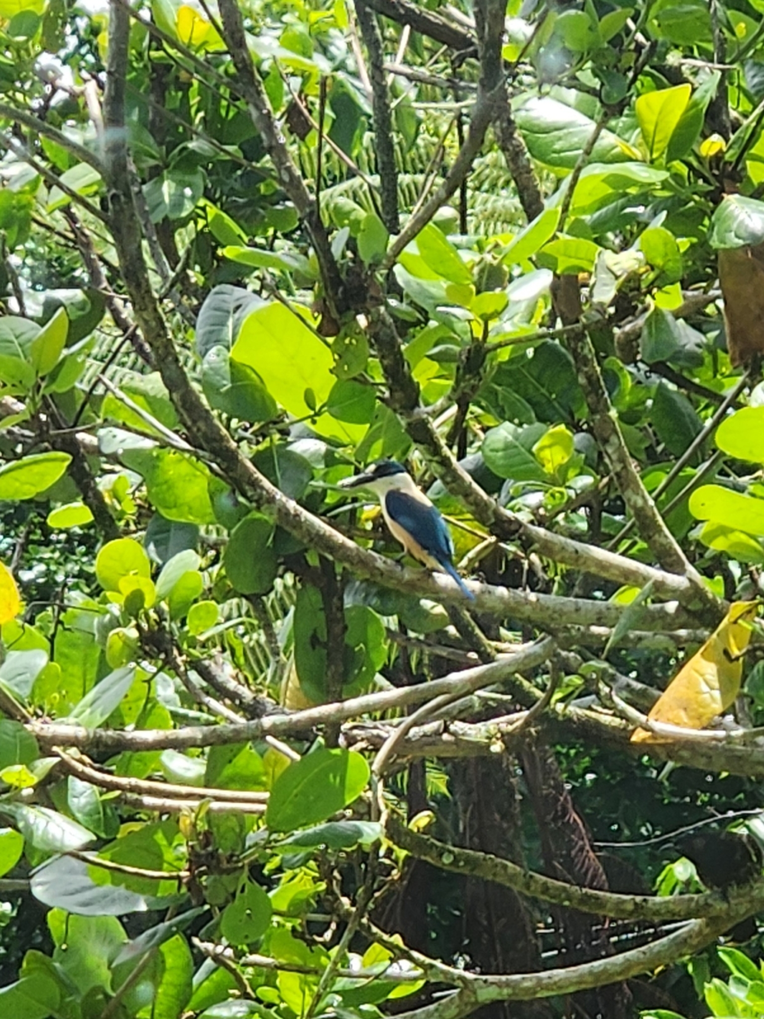 Flat-billed Kingfisher (Todiramphus recurvirostris), photo 1