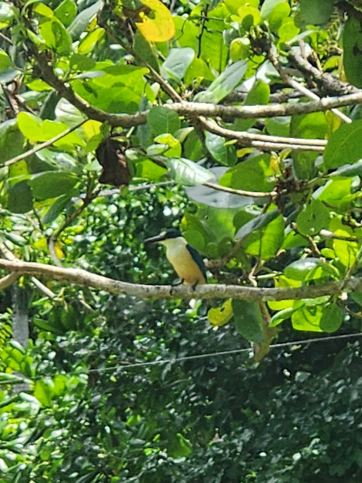 Flat-billed Kingfisher (Todiramphus recurvirostris), photo 2
