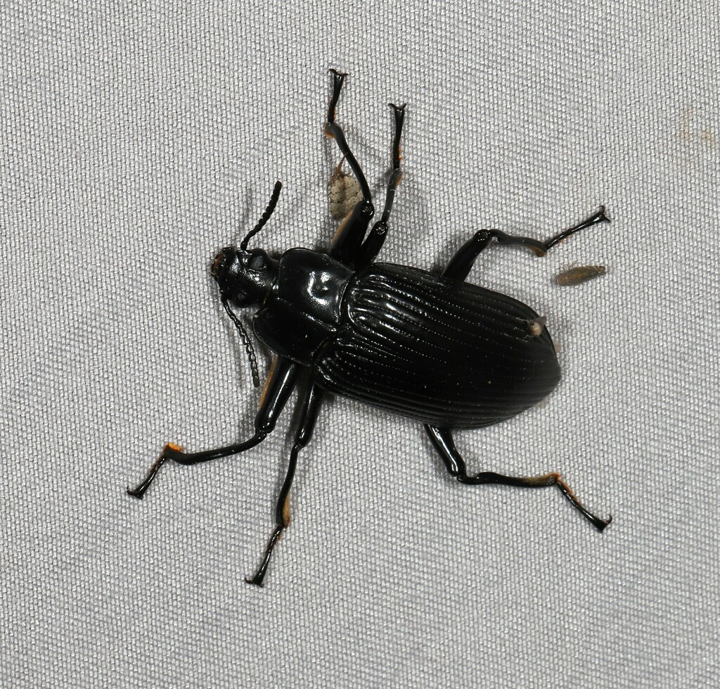 Promethis subfoveata