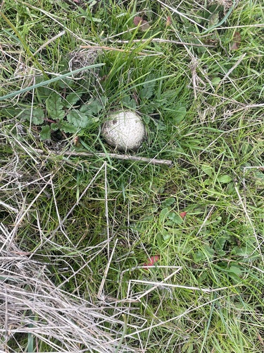 iNaturalist observation photo of Lead-grey Puffball
