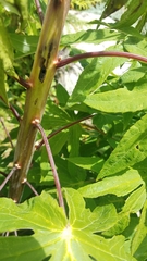 Digitacalia jatrophoides