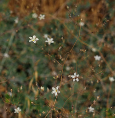 Gypsophila capillaris