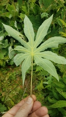 Digitacalia jatrophoides