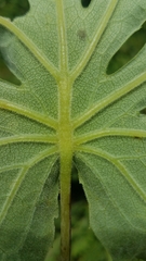 Digitacalia jatrophoides