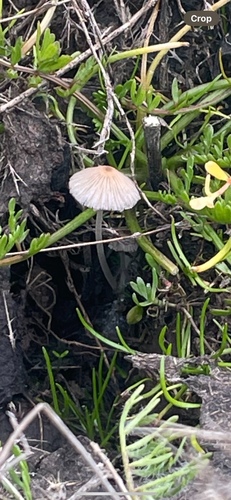 iNaturalist observation photo of Common Gilled Mushrooms and Allies