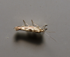 Scythris limbella