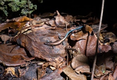 Emoia cyanura