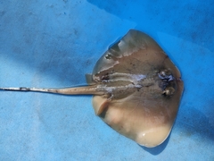 Mahogany Maskray photo 4