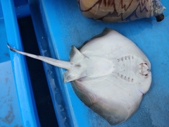 Mahogany Maskray photo 5