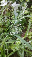 Eragrostis amabilis
