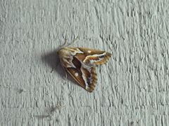 Caripeta angustiorata