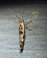 Scythris limbella