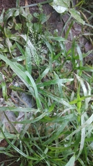 Eragrostis amabilis