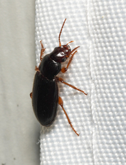 Harpalina