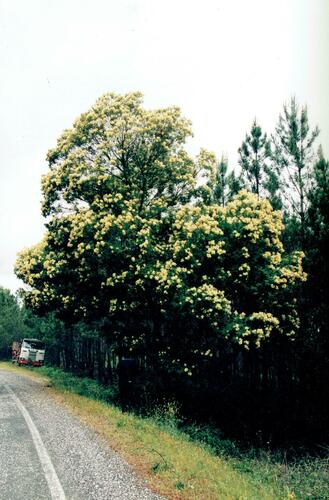 Acacia mearnsii