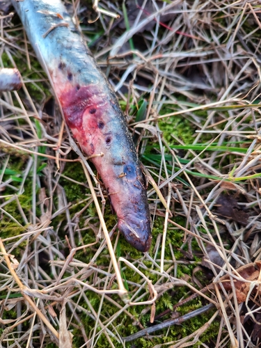 Caspian lamprey (Caspiomyzon wagneri) — Petromyzontidae