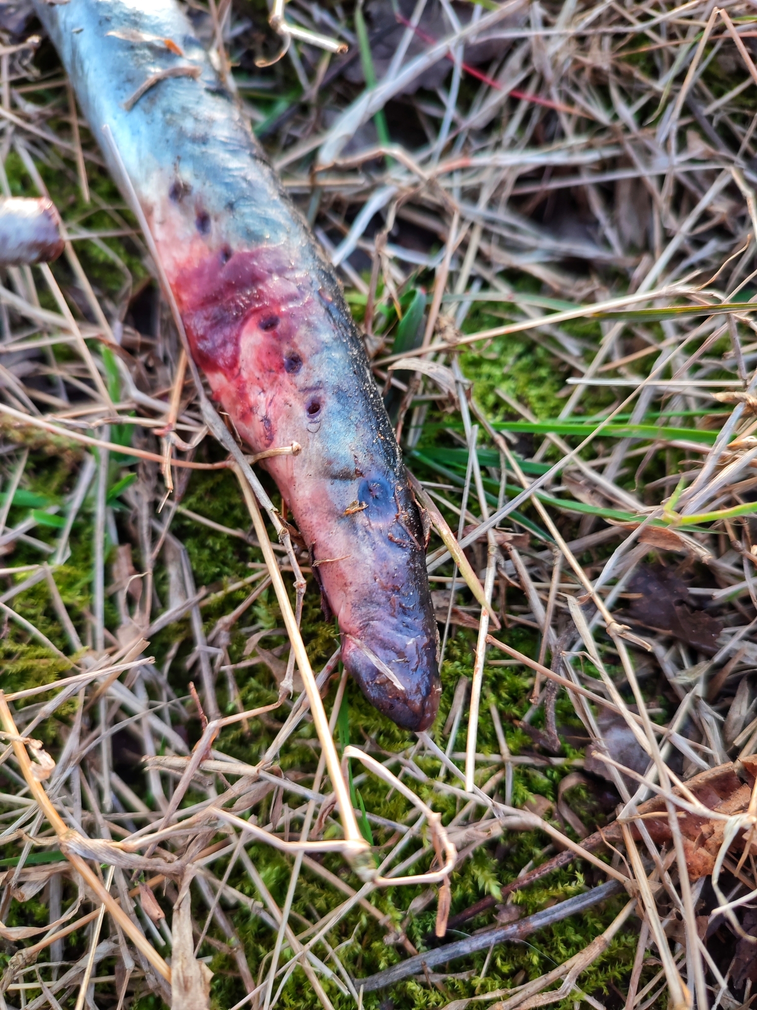 Caspian lamprey balığı