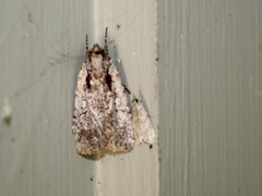 Eueretagrotis attentus