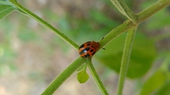 Plagiodera semivittata