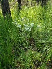 Eupatorium leucolepis