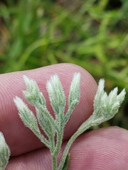 Eupatorium leucolepis