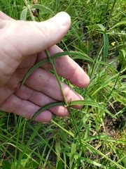 Eupatorium leucolepis