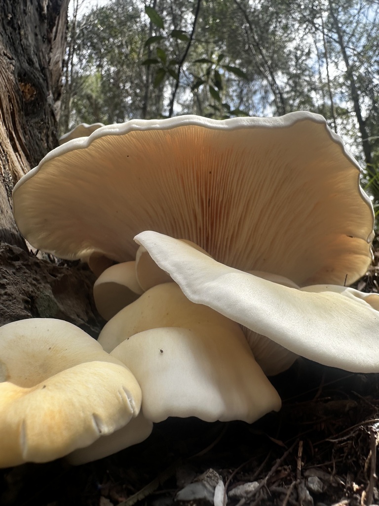 Omphalotus nidiformis · February 2025 · photo: © lukas74 (iNaturalist, cc-by)