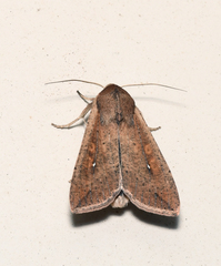 Mythimna unipuncta
