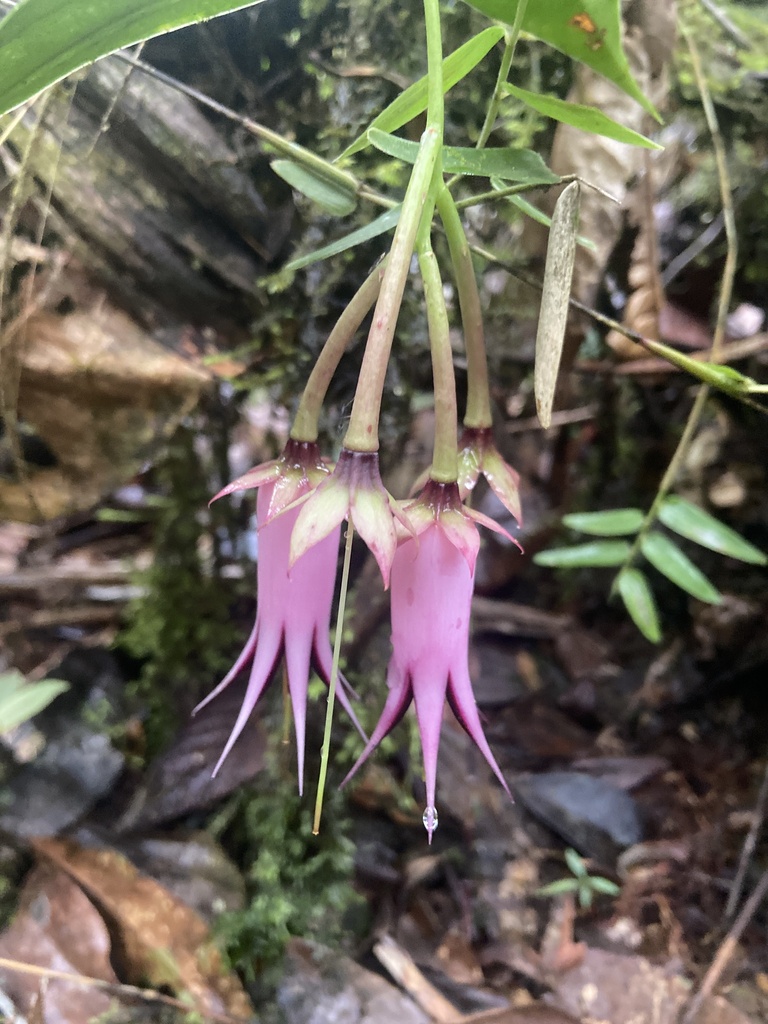 Ceratostema