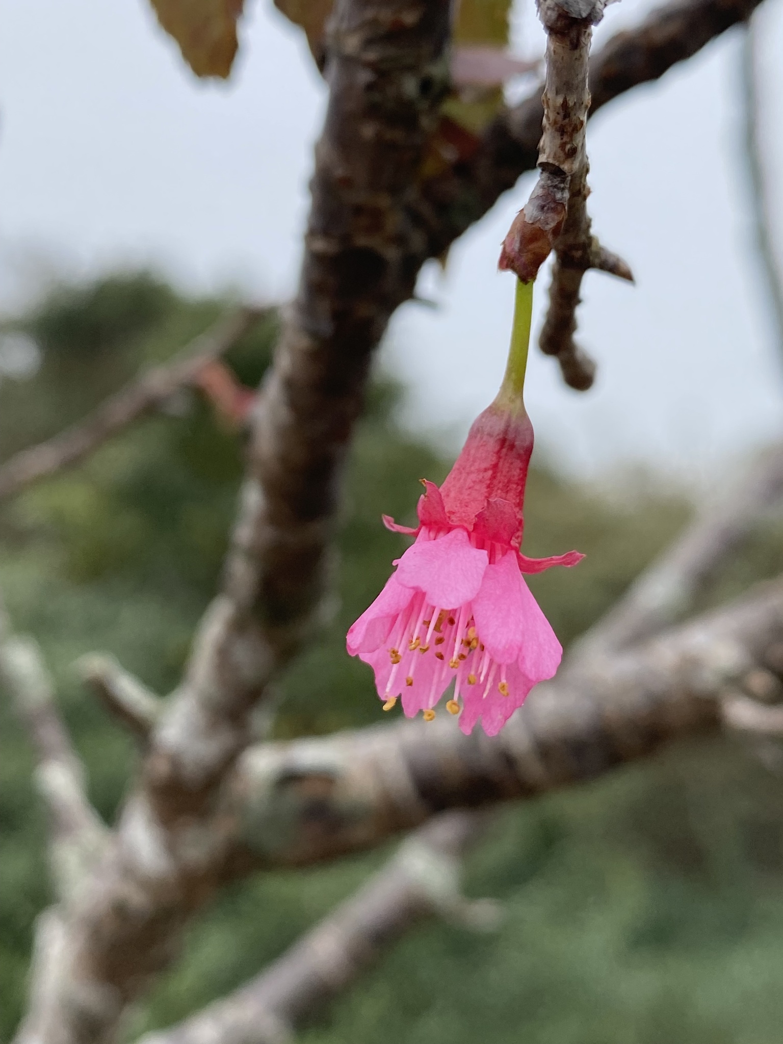 Imagem de Cerejeira-do-japão