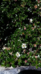 Cotoneaster integrifolius