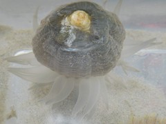 Paracondylactis sinensis