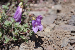 Penstemon davidsonii praeteritus