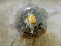 Paracondylactis sinensis