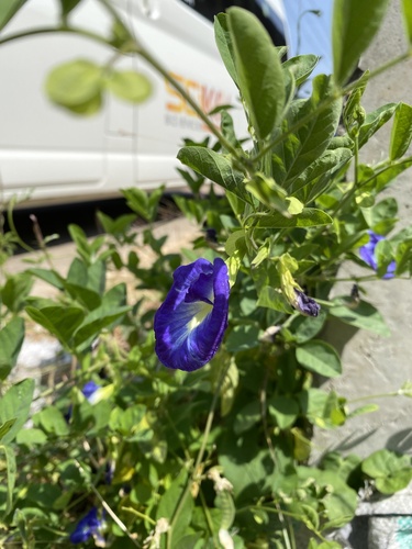 Blue Pea