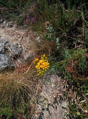 Jacobaea adonidifolia