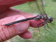 Somatochlora tenebrosa