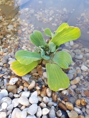 Pistia