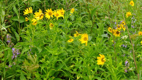 Arnica sachalinensis iNat (2)
