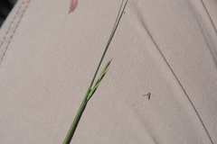 Festuca brachyphylla breviculmis