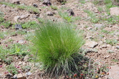 Festuca brachyphylla breviculmis