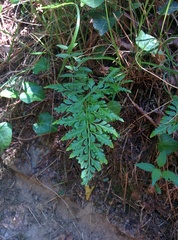 Asplenium adiantum-nigrum