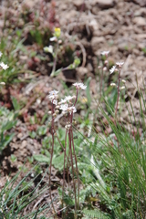 Lithophragma glabrum
