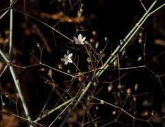 Gypsophila capillaris