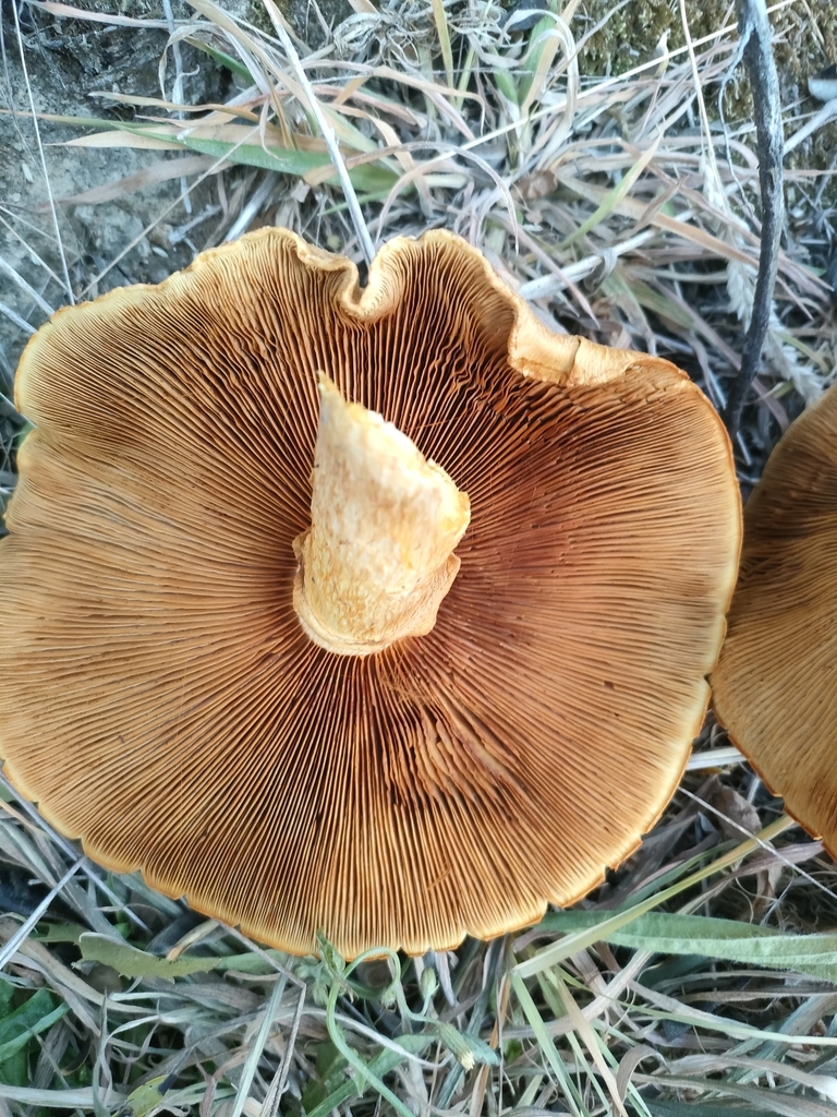 Gymnopilus junonius · February 2025 · photo: © thomas_ferguson (iNaturalist, cc0)
