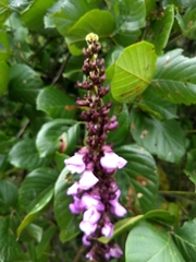 Macropsychanthus violaceus