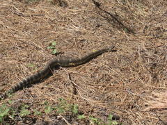 Crotalus oreganus